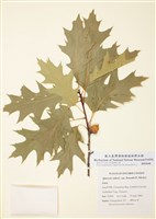 藏品(北方紅櫟樹)的圖片